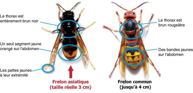 Schéma des différences entre frelon asiatique et frelon commun